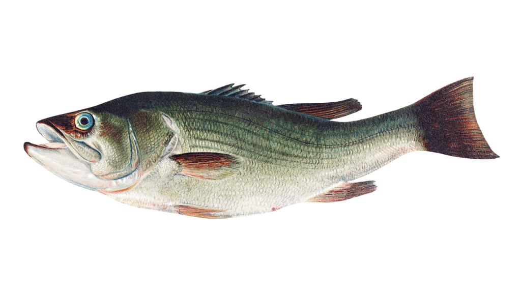 largemouth bass, fish, animal-6254425.jpg