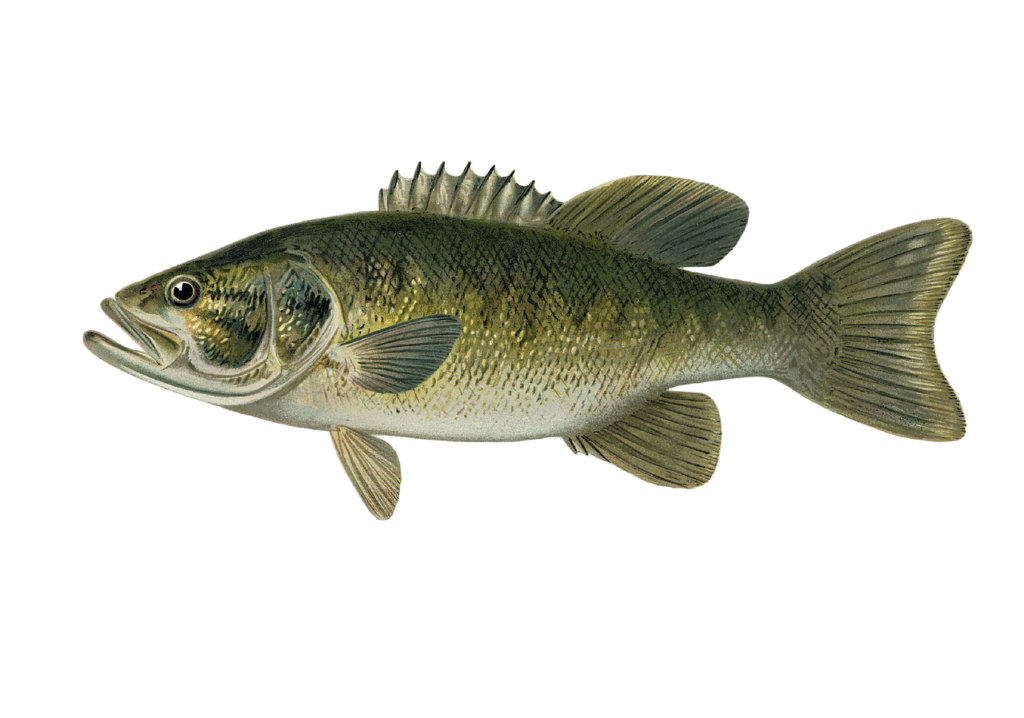 smallmouth bass, fish, animal-6254411.jpg
