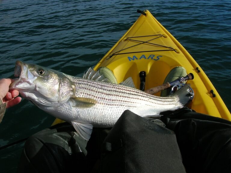 fishing, striped bass, fish-558232.jpg