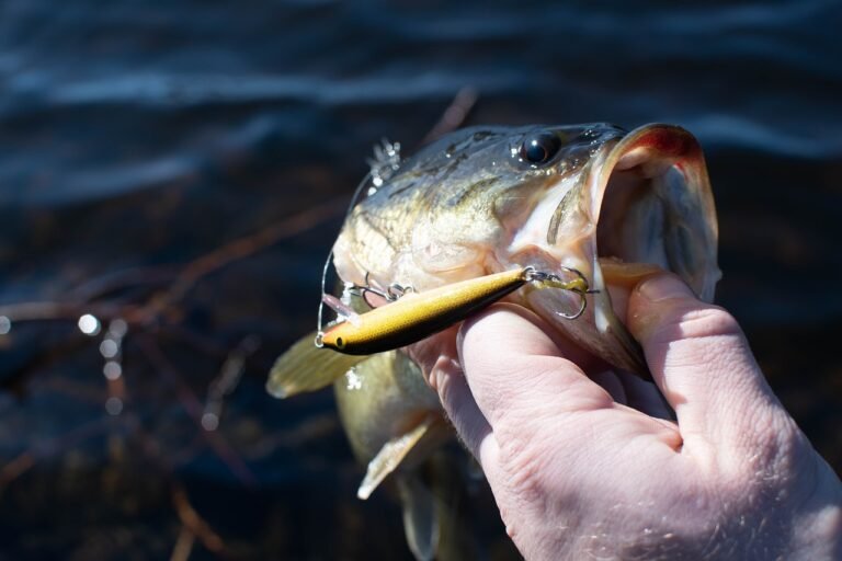 largemouth bass, crank bait, fishing-5110208.jpg